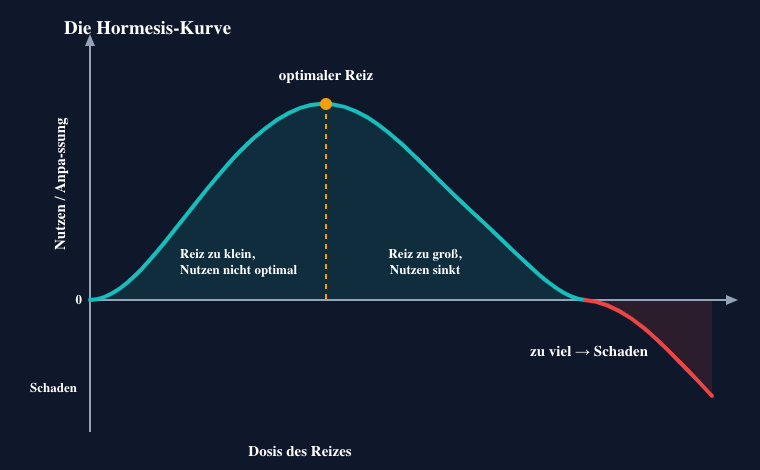 Die Hormesis-Kurve: Nutzen in Abh&auml;ngigkeit von der Dosis des Hitze-Reizes &ndash; Anstieg, optimaler Bereich, abnehmender Nutzen, Schaden.